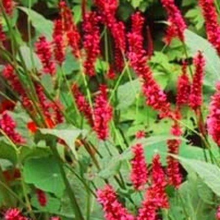 Persicaria amplexicaulis C1.5 - afbeelding 10