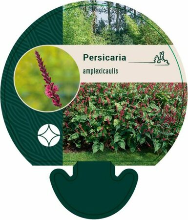 Persicaria amplexicaulis C1.5 - afbeelding 5