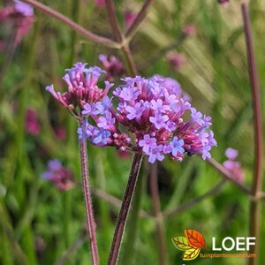 Verbena bonariensis C2 - afbeelding 1
