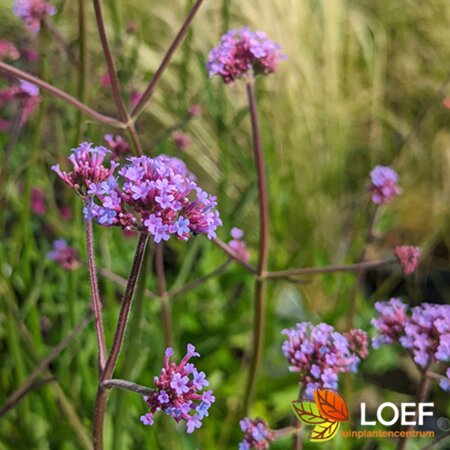 Verbena bonariensis C2 - afbeelding 13