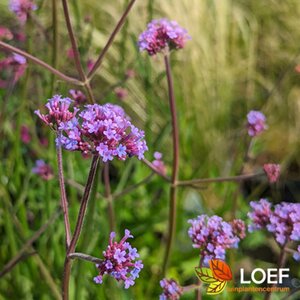 Verbena bonariensis C2 - afbeelding 13