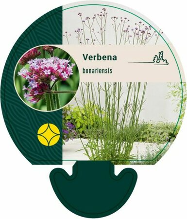 Verbena bonariensis C2 - afbeelding 14