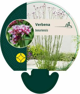 Verbena bonariensis C2 - afbeelding 14