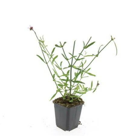 Verbena bonariensis C2 - afbeelding 7