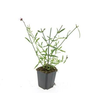 Verbena bonariensis C2 - afbeelding 7