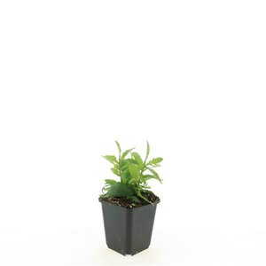 Verbena bonariensis C2 - afbeelding 6