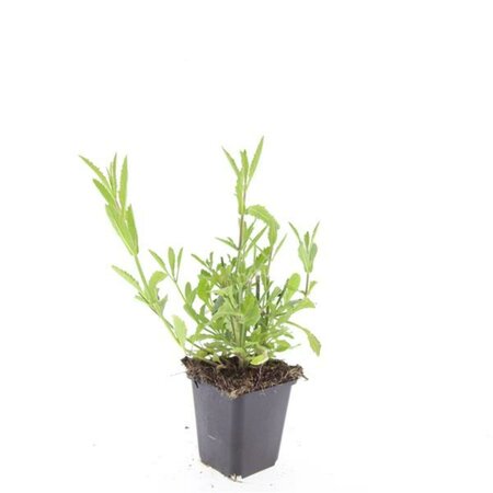 Verbena bonariensis C2 - afbeelding 10