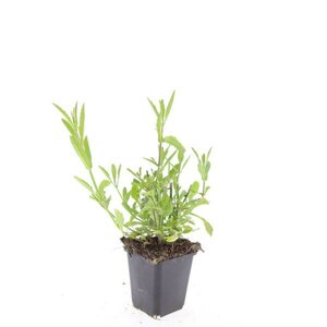 Verbena bonariensis C2 - afbeelding 10