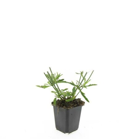 Verbena bonariensis C2 - afbeelding 5