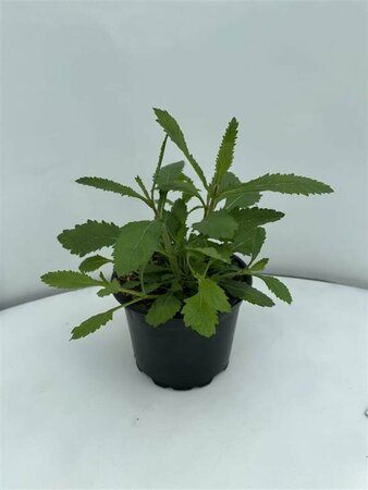 Verbena bonariensis C2 - afbeelding 11