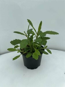 Verbena bonariensis C2 - afbeelding 11