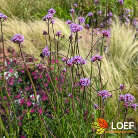 Verbena bonariensis C2 - afbeelding 12