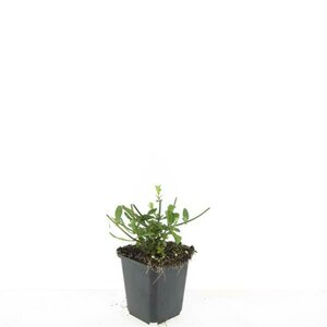 Verbena bonariensis C2 - afbeelding 9