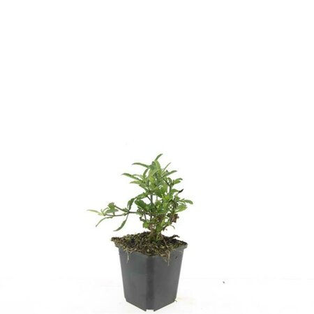 Verbena bonariensis C2 - afbeelding 8