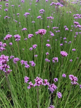 Verbena bonariensis C2 - afbeelding 3