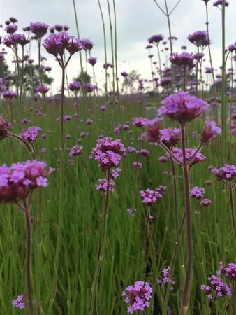Verbena bonariensis C2 - afbeelding 2
