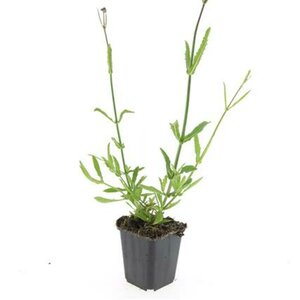 Verbena bonariensis C2 - afbeelding 4