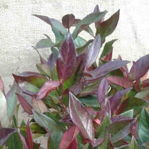 Leucothoe 'Zeblid' 30/40 C. - afbeelding 4