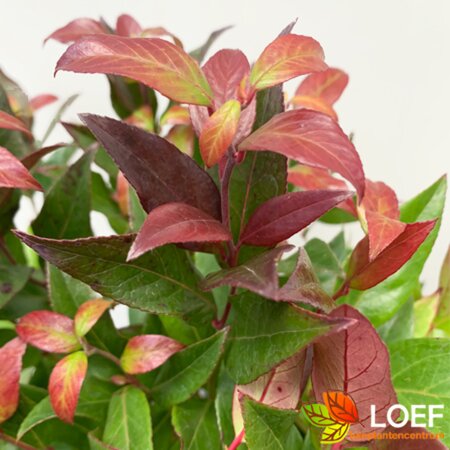 Leucothoe 'Zeblid' 30/40 C. - afbeelding 1