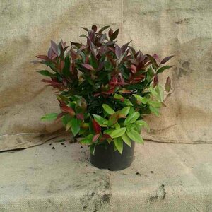 Leucothoe 'Zeblid' 30/40 C. - afbeelding 5