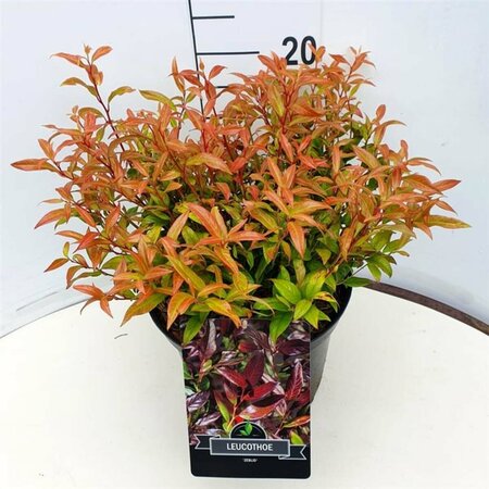 Leucothoe 'Zeblid' 30/40 C. - afbeelding 3