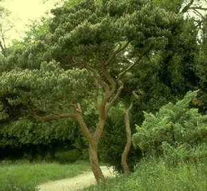 Pinus sylvestris 'Watereri' 60/80 C. - afbeelding 2