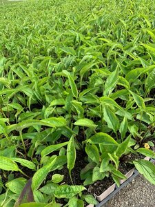 Echinacea purpurea 'Magnus' C2 - afbeelding 2