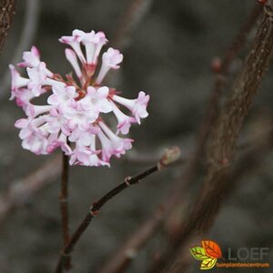 Viburnum bodnantense 'Charles Lamont' 150/175 KL. - afbeelding 1