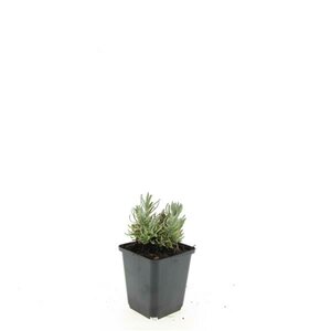 Lavandula angustifolia 'Hidcote' C1.5 - afbeelding 4