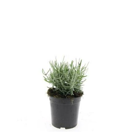 Lavandula angustifolia 'Hidcote' C1.5 - afbeelding 11