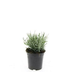 Lavandula angustifolia 'Hidcote' C1.5 - afbeelding 11