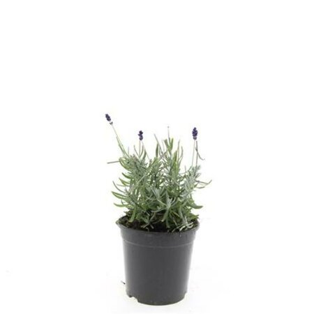 Lavandula angustifolia 'Hidcote' C1.5 - afbeelding 10