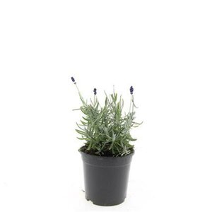 Lavandula angustifolia 'Hidcote' C1.5 - afbeelding 10