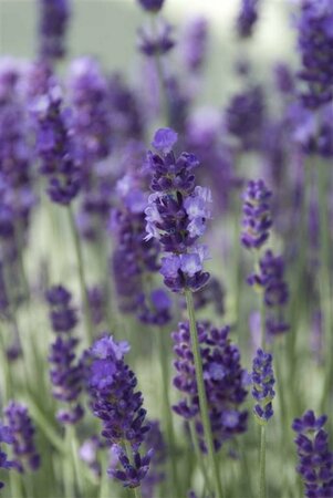 Lavandula angustifolia 'Hidcote' C1.5 - afbeelding 2