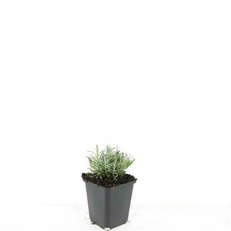 Lavandula angustifolia 'Hidcote' C1.5 - afbeelding 3