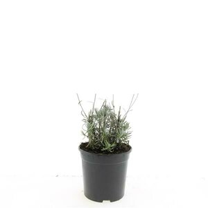 Lavandula angustifolia 'Hidcote' C1.5 - afbeelding 9