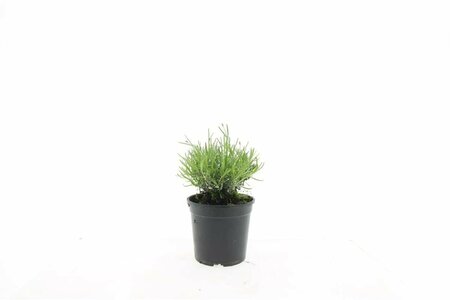 Lavandula angustifolia 'Hidcote' C1.5 - afbeelding 8
