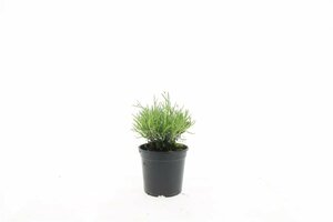 Lavandula angustifolia 'Hidcote' C1.5 - afbeelding 8