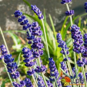 Lavandula angustifolia 'Hidcote' C1.5 - afbeelding 1