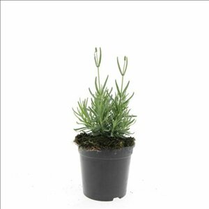 Lavandula angustifolia 'Hidcote' C1.5 - afbeelding 7