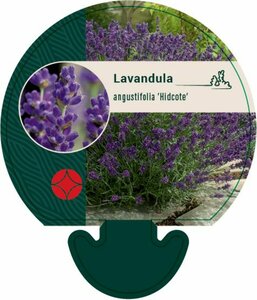 Lavandula angustifolia 'Hidcote' C1.5 - afbeelding 12