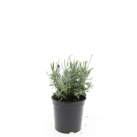 Lavandula angustifolia 'Hidcote' C1.5 - afbeelding 6