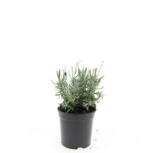 Lavandula angustifolia 'Hidcote' C1.5 - afbeelding 6