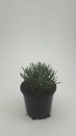 Lavandula angustifolia 'Hidcote' C1.5 - afbeelding 5