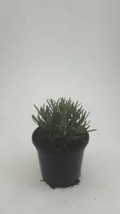 Lavandula angustifolia 'Hidcote' C1.5 - afbeelding 5