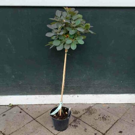 Cotinus coggrygia 'Royal Purple' 80/100 KL. - afbeelding 5