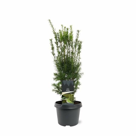 Taxus media 'Hicksii' 60/80 KL. - afbeelding 3