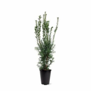 Taxus media 'Hicksii' 60/80 KL. - afbeelding 2