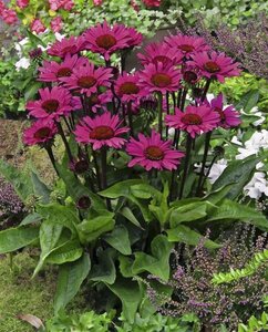 Echinacea purpurea 'Fatal Attraction' C2 - afbeelding 1