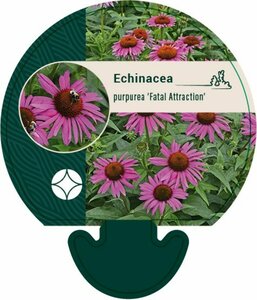 Echinacea purpurea 'Fatal Attraction' C2 - afbeelding 5